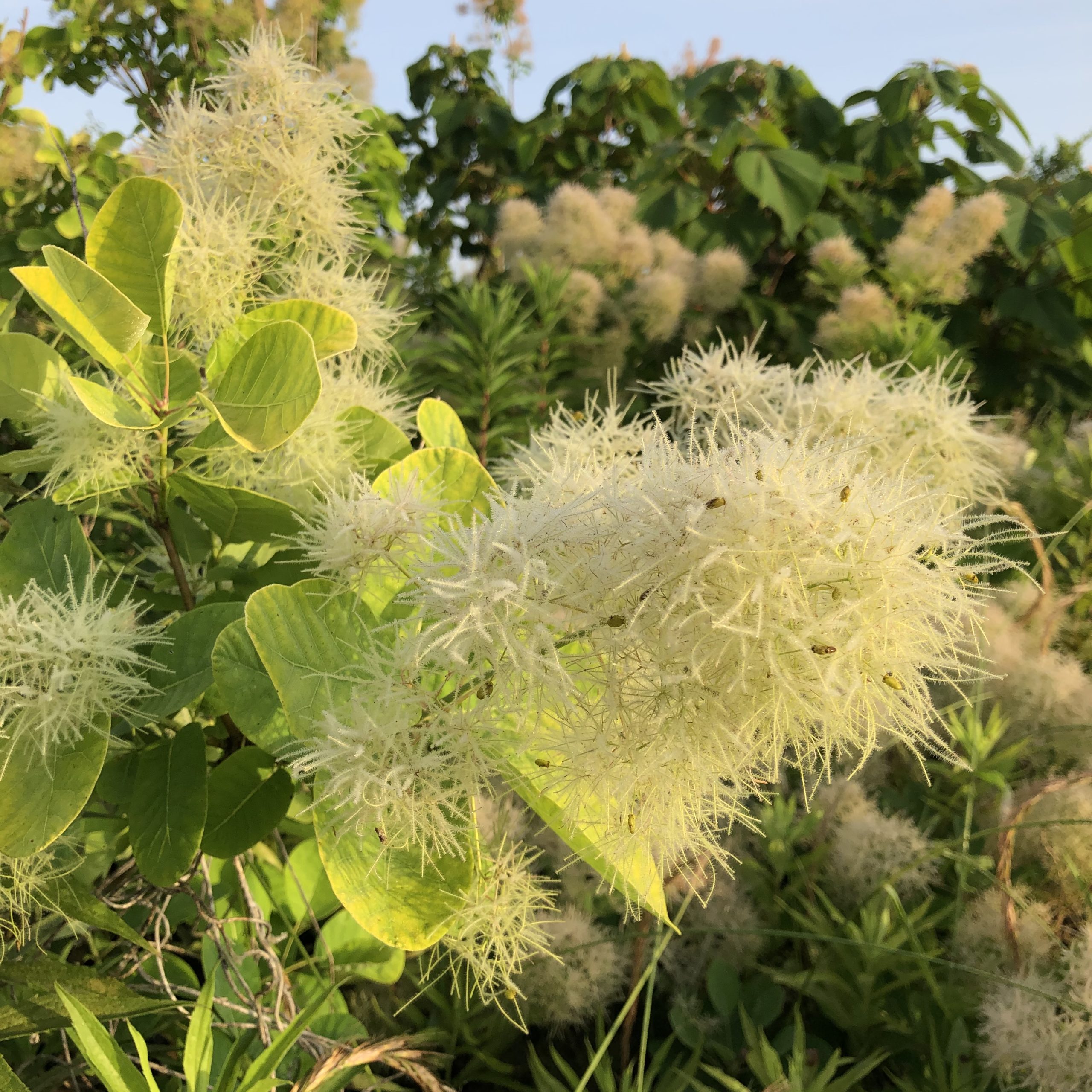 あなたの庭のスモークツリーの花が咲かない理由と咲かせる方法 我が人生を園芸に捧ぐ