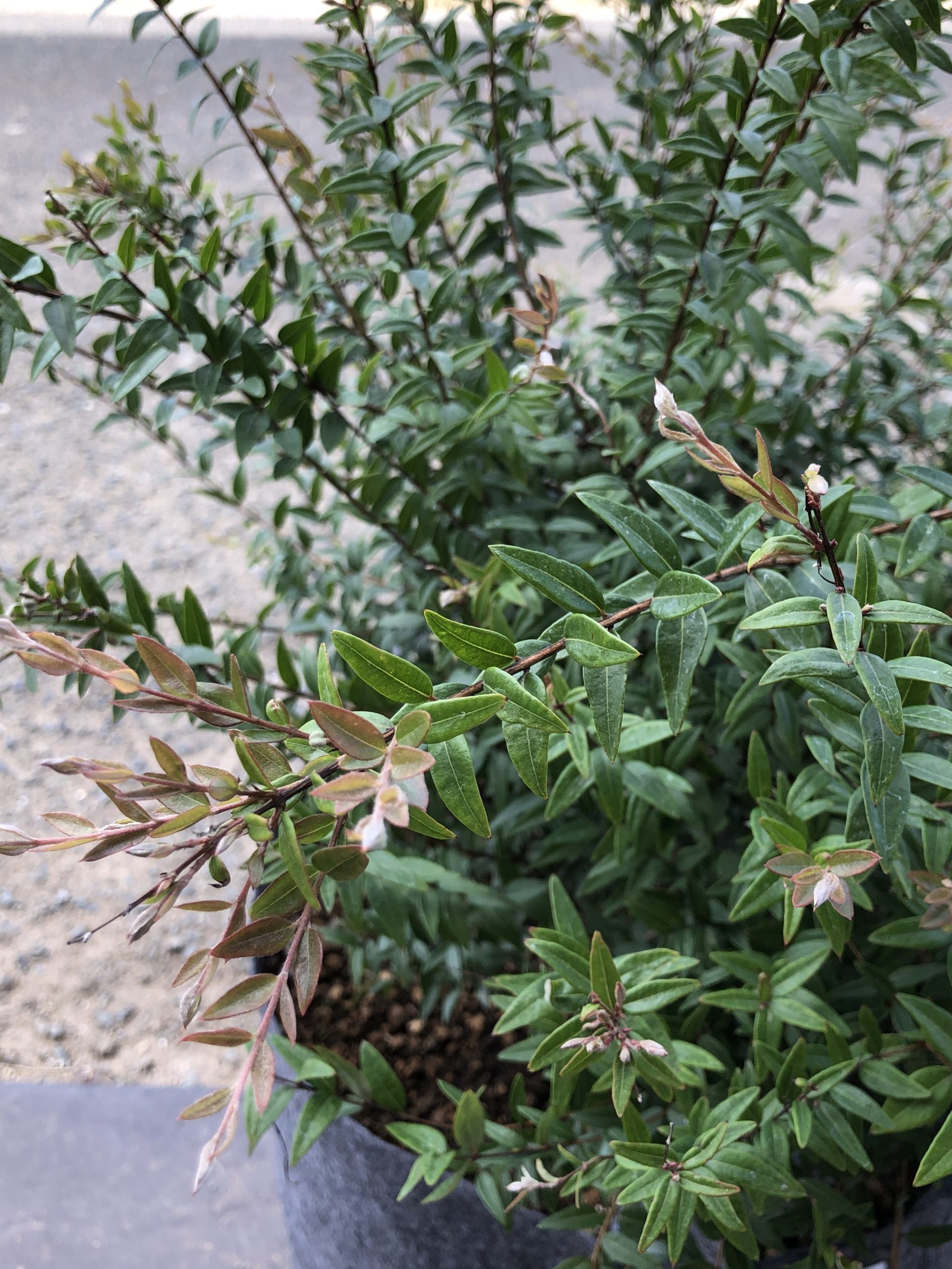 シルキーベリー　Austromyrtus　金華園